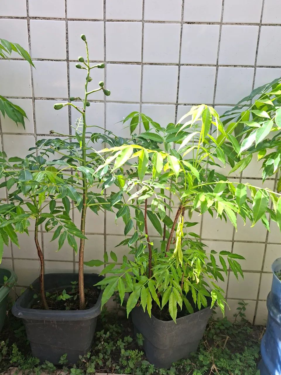 Mudas de Cajarana Mirim - Foto 3