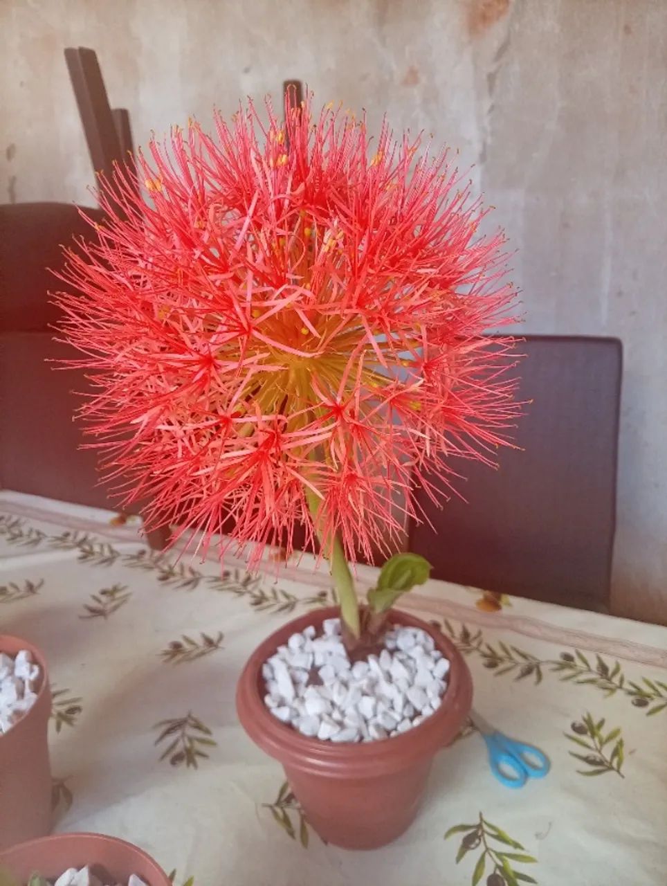 Flor  - Foto 4