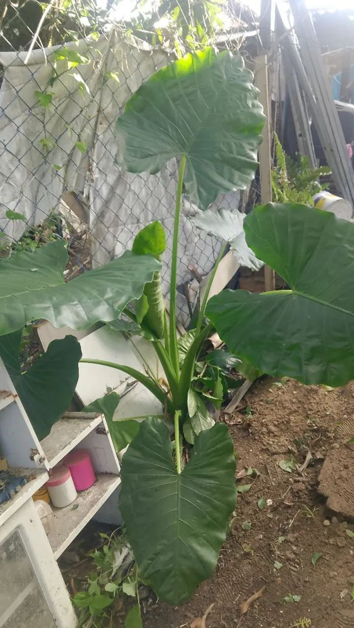 Planta ?