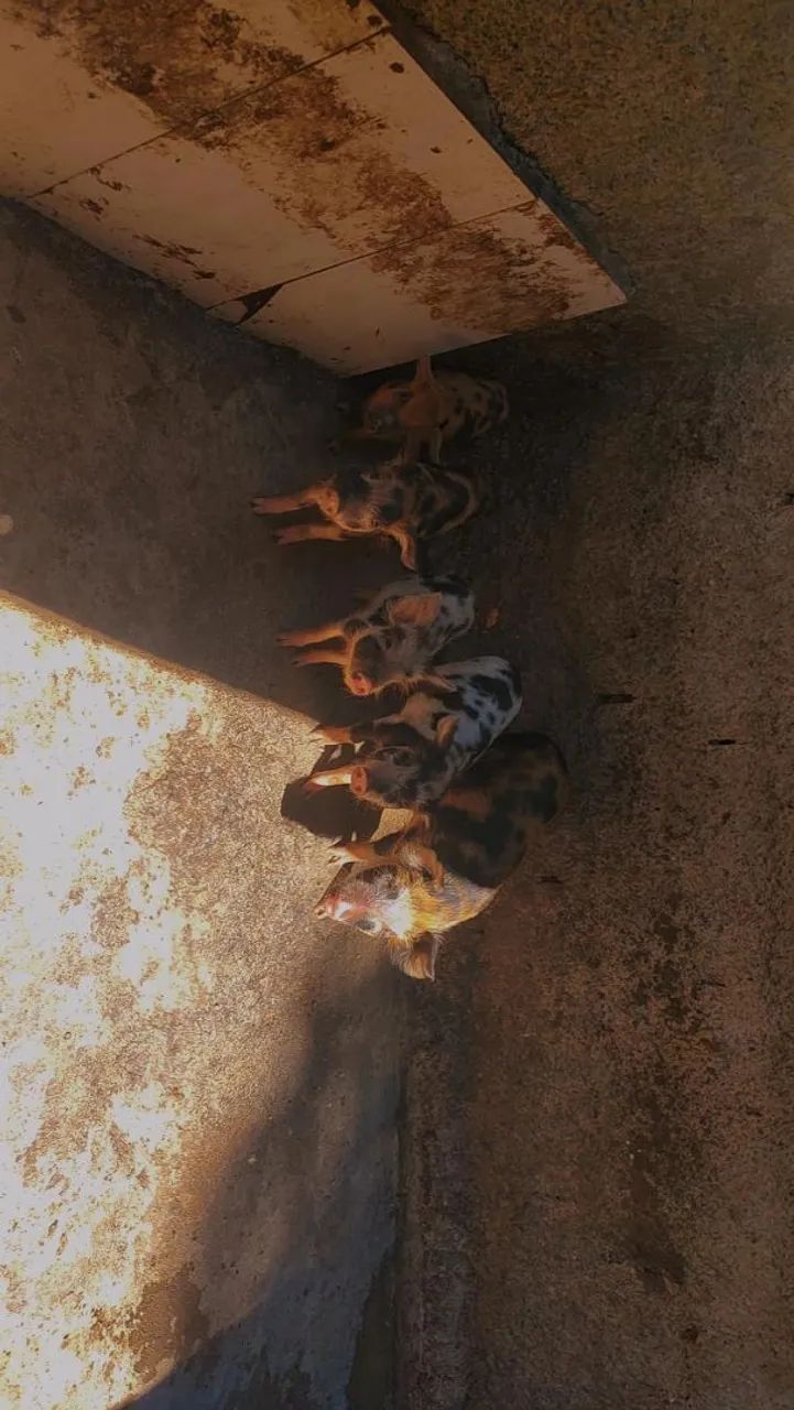 Lote de porco caruncho - Foto 3