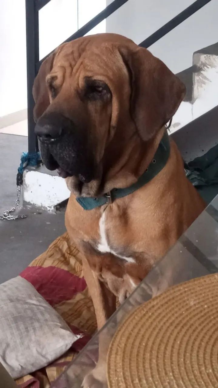 Cachorro Fila brasileiro  - Foto 5