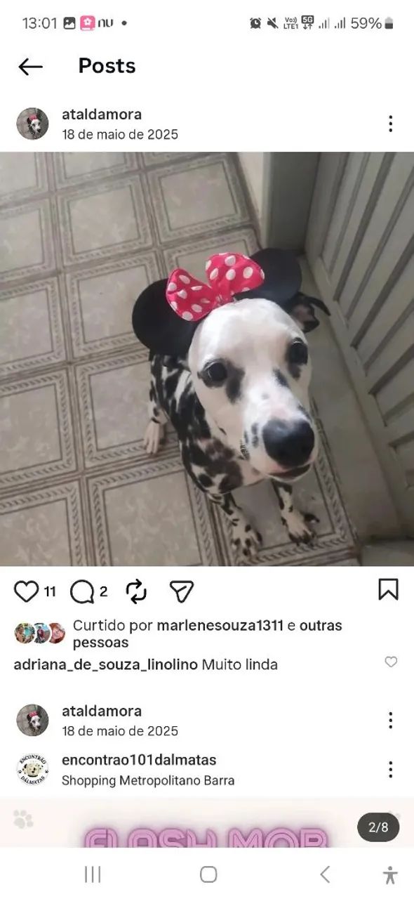 Doação responsável de Dálmata 