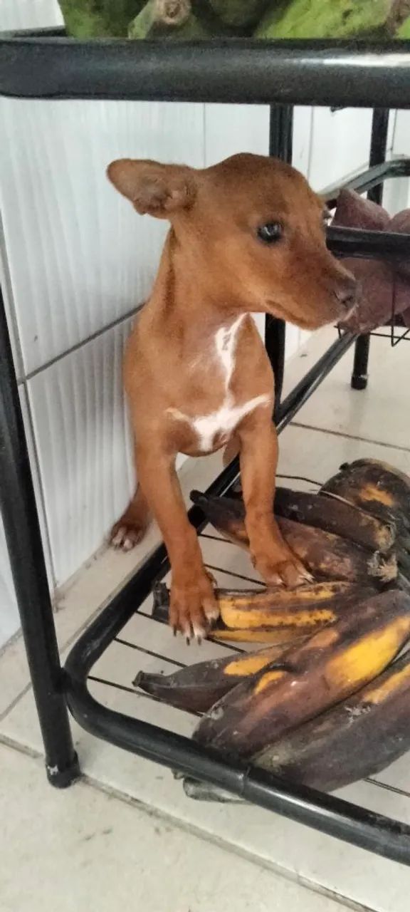 Cachorro pintsher macho - Foto 4