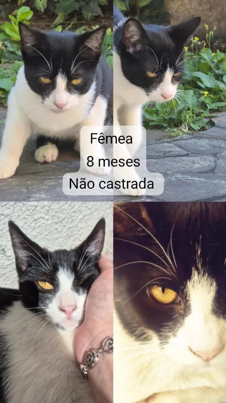Doação - Gatas