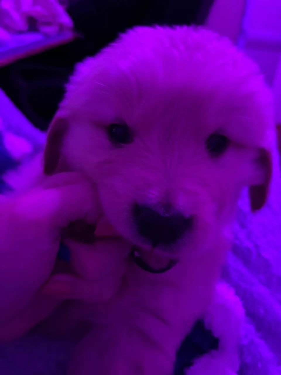 Cachorro - Foto 3