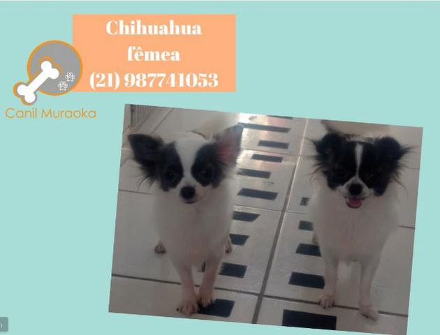 Chihuahua fêmea pêlo longo - parcelado no cartão