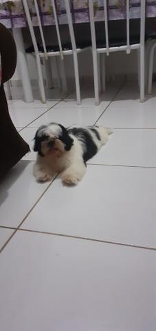 Shih tzu macho - Foto 2