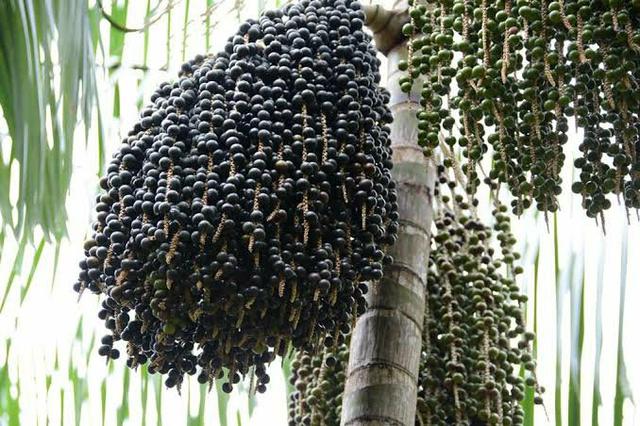 Mudas de açaí Paraense - Foto 3