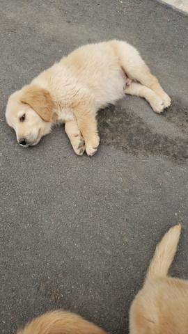 Vendo Golden Retriever PRONTA ENTREGA - ""ULTIMO"" - Foto 3