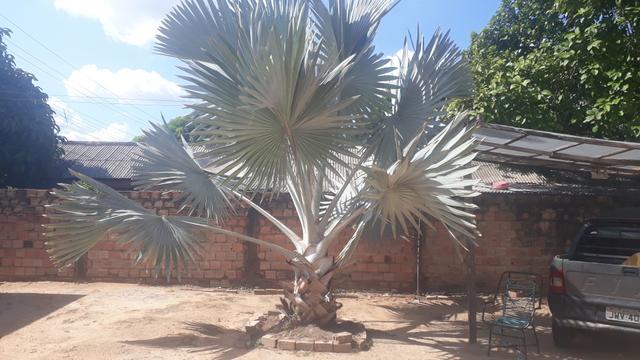 Palmeira azul