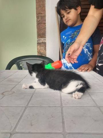 Gatinha e gatinho para doação - Foto 2