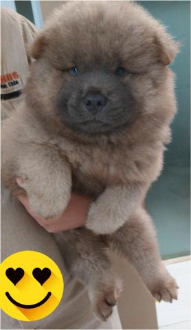 Vendo chow chow - Foto 4