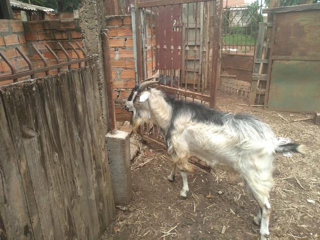 Vende se um bode vendido - Foto 4