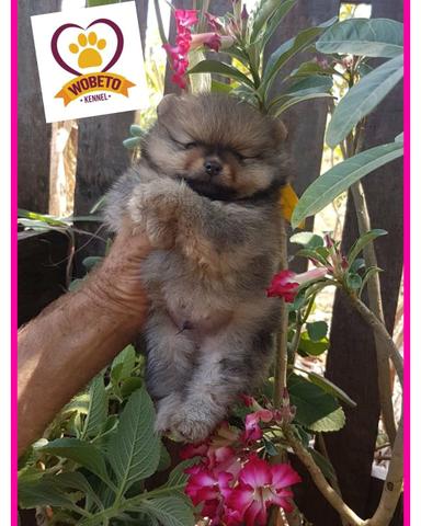 Spitz Alemão anão WobetoKennel - Foto 4