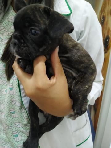 Bulldog francês - Foto 2