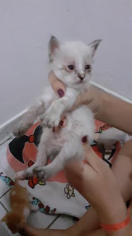 Gatas pra doação