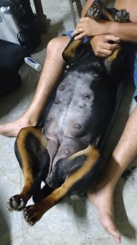 Rottweiler filhotes - Foto 3