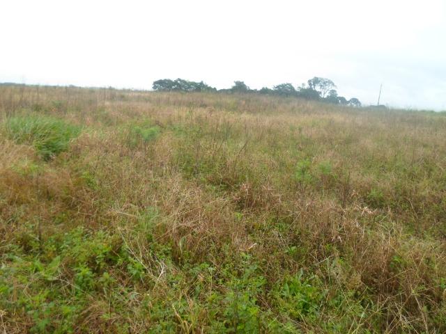 3 terrenos com 5.000 m² - Foto 9