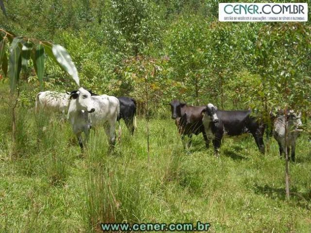 1427/Ótima fazenda de 190 ha com boa estrutura na região de Juiz de Fora - Foto 5