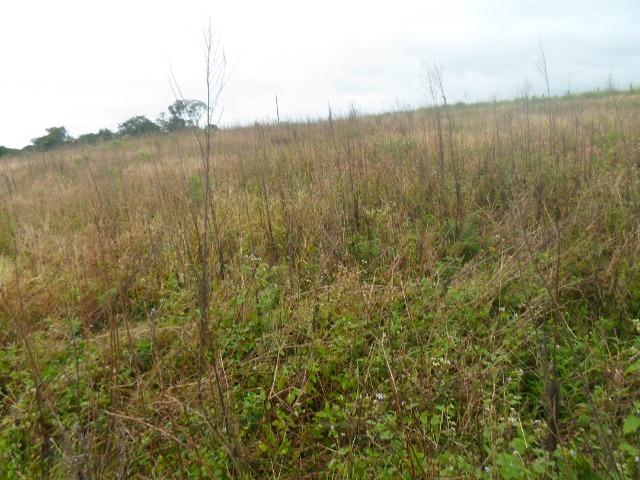 3 terrenos com 5.000 m² - Foto 4