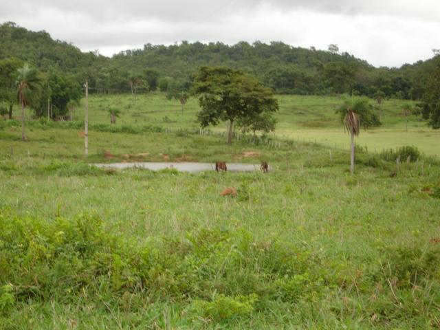 Fazenda em Poconé Cangas próximo á usina com 151 hectares - Foto 7