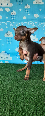 PROMOÇÃO DE PINSCHER MACHO - Foto 4
