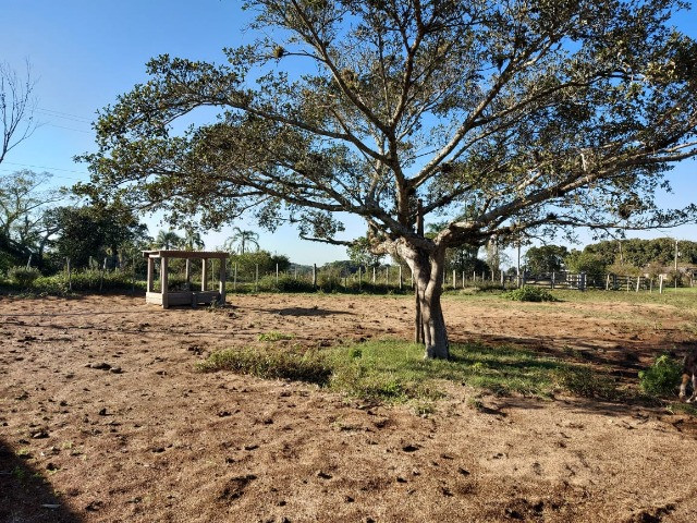 Velleda oferece 4 hectares c/ campo ideal para cavalos ou ovelhas, luz CEEE - Foto 18