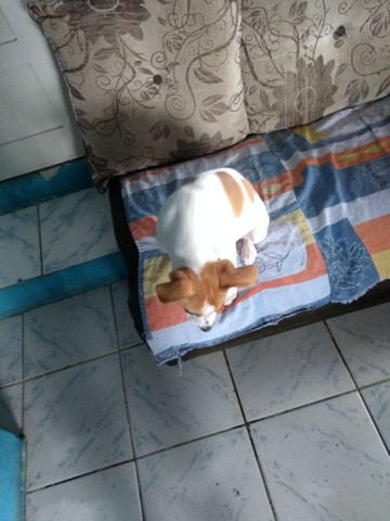 Cadela raça pequena - Foto 4