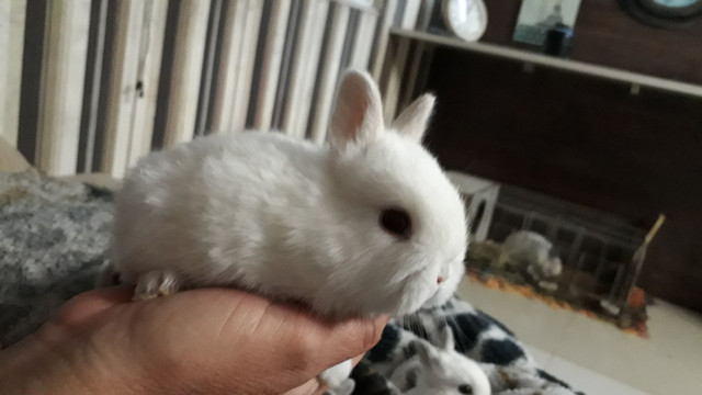 Netherland Dwarf