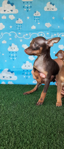 PROMOÇÃO DE PINSCHER MACHO - Foto 2