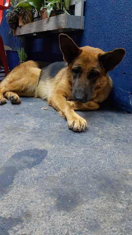 Vendo fêmea de capa preta pelo curto - Foto 4