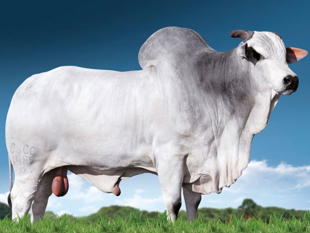 Vendo boi parcelado no carnê, para quem não tem pasto para engordar