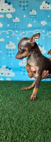 PROMOÇÃO DE PINSCHER MACHO - Foto 3