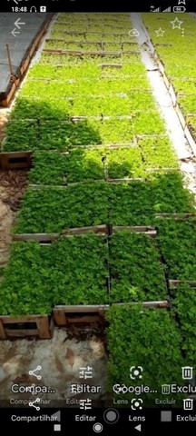 Cerca viva sansao do campo