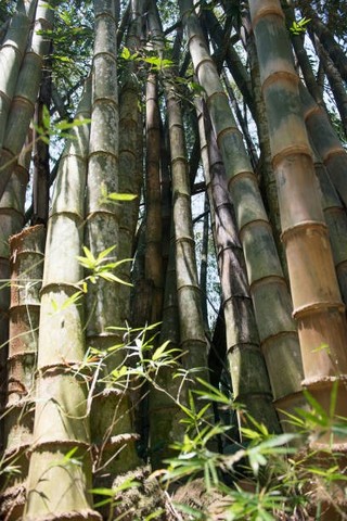 Vendo bambu gigante para tirar (fácil acesso) * Vânio 