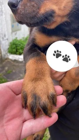  seu melhor companheiro está a sua espera - Foto 3