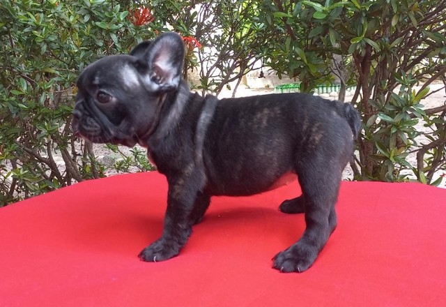 Bulldog Francês - Fêmea. Com pedigree em mãos, vacinada. Em até 18 x no cartão.