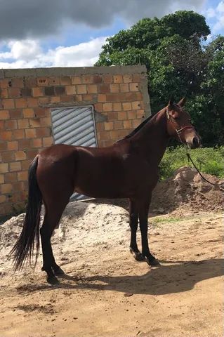 A venda potra mangolina 