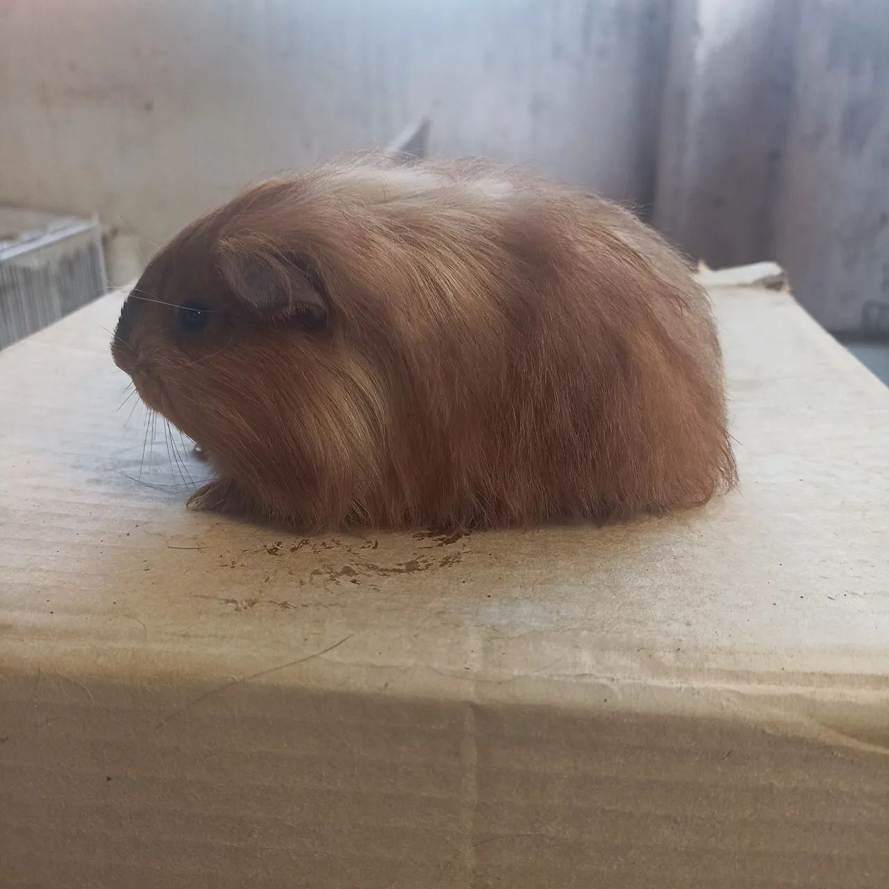 Porquinhos da índia (Ler anúncio). - Foto 4