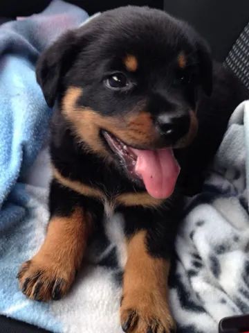 Rottweiler raça pura 