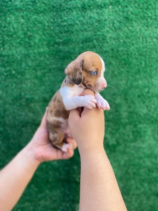 Filhote de Cofap ( Daschund, Teckel, Basset) Mini Fêmea Arlequim! Disponível! - Foto 5