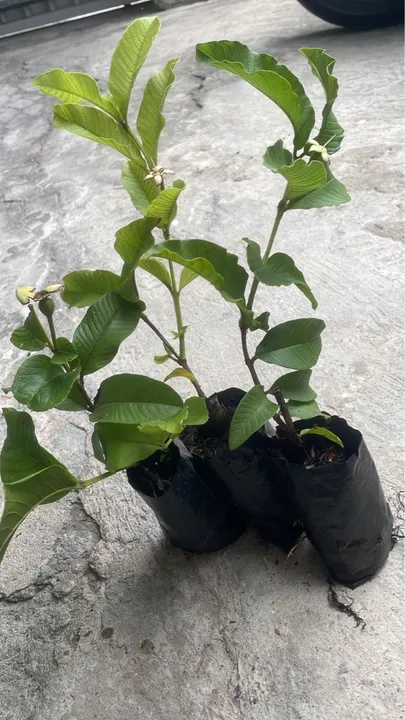 Mudas de frutíferas