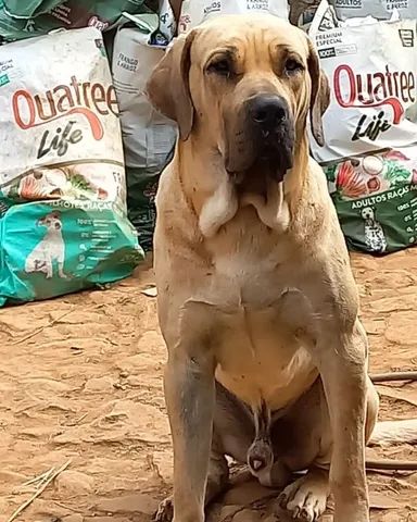 Filhote de Original Fila Brasileiro - Cachorros e acessórios