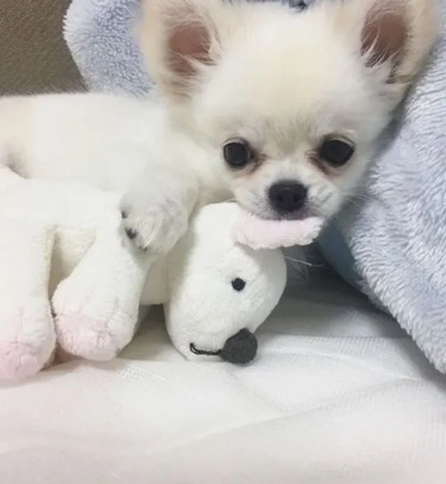 Chihuahua Pelo Longo Em 12x