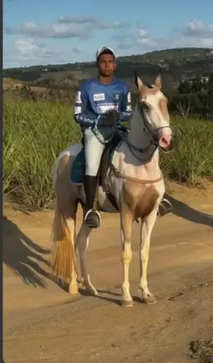 Potras à venda! - Foto 4