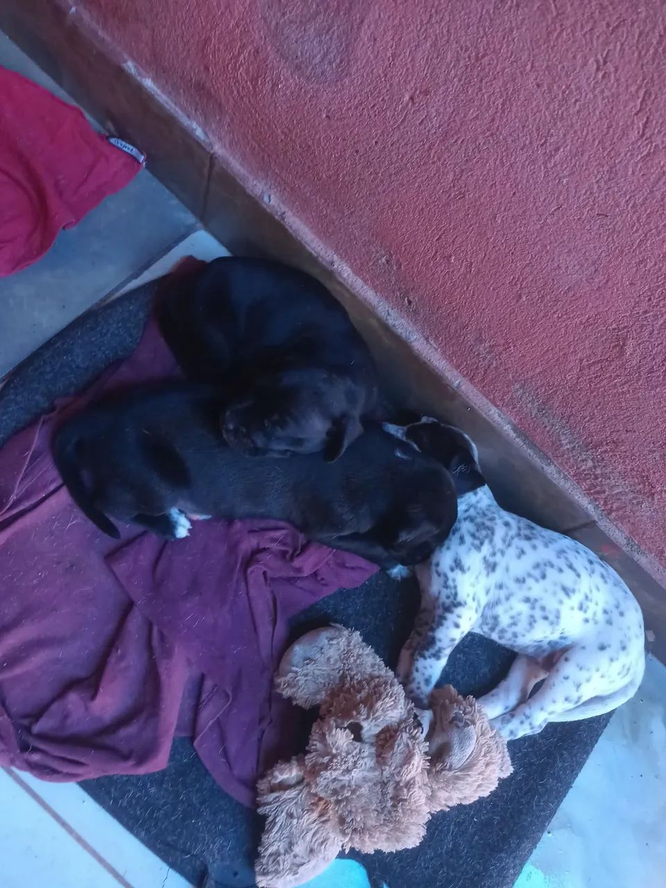 Filhote Dálmata - Foto 4
