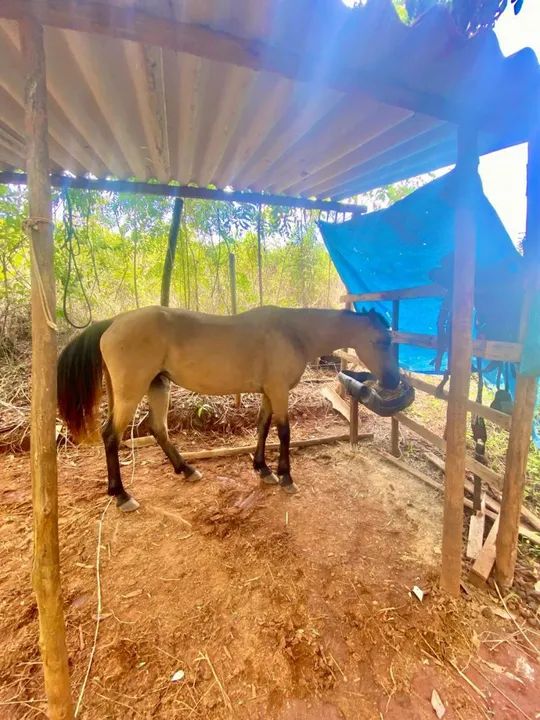 Vendo égua boa  de cela 