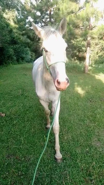 Paint horse puro  - Foto 3