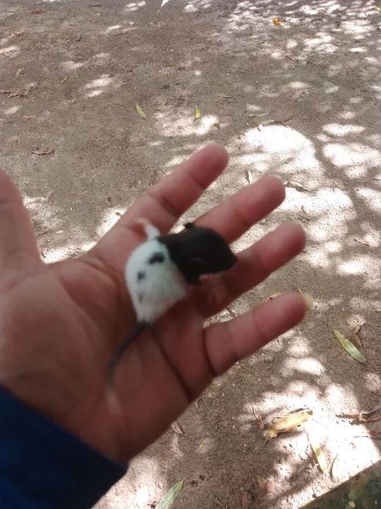 Ratos Twister entrega grátis  - Foto 4