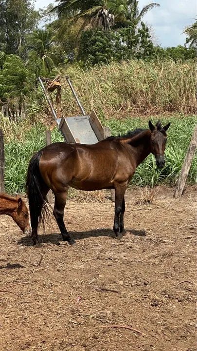 Cavalos de vaquejada  - Foto 4